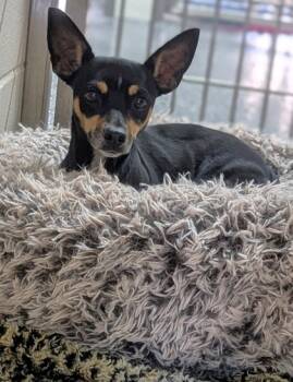 Rescue Mixed Breed Dogs for Adoption in Buchanan Dam, Texas - Cranberry | PetCurious