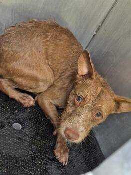 Terrier Dogs Available for Adoption in San Antonio, Texas - DOM DOGGA | PetCurious