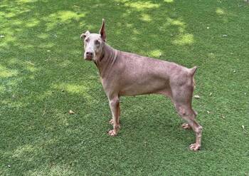 Bailey -  Doberman Pinscher Dog for Adoption in Atlanta, Georgia - Bailey | PetCurious