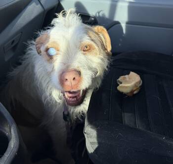 Terrier Dogs Available for Adoption - Macy | PetCurious