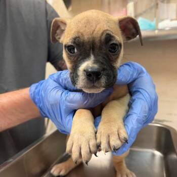Olan -  Pug Dog for Adoption in Birmingham, Alabama - Olan | PetCurious