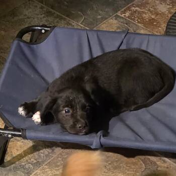 Nico* -  Pit Bull Terrier Dog for Adoption in San Gabriel, California - Nico* | PetCurious