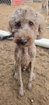 Goldendoodle Dogs Available for Adoption - RUGAR   $275 | PetCurious