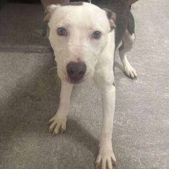 Mixed Breed Dogs Available for Adoption in Philadelphia, Pennsylvania - Erie | PetCurious