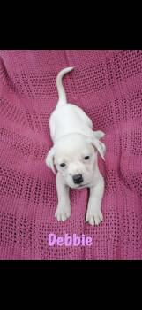 Debbie -  American Staffordshire Terrier Dog for Adoption in Seaside Heights, New Jersey - Debbie | PetCurious