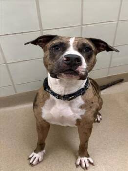 CHAMPAGNE -  American Bulldog and Mixed Breed Dog for Adoption in Derwood, Maryland - CHAMPAGNE | PetCurious