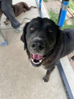 Tanner -  Mixed Breed Dog for Adoption in Fort Collins, Colorado - Tanner | PetCurious