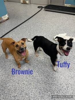 Tuffy & Brownie -  Dachshund and Chihuahua Dog for Adoption in Kansas City, Missouri - Tuffy & Brownie | PetCurious