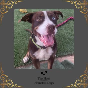 Rescue Boxer and Labrador Retriever Dogs for Adoption in Cumberland, Rhode Island - Trapper | PetCurious