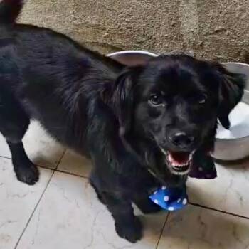 Charlie -  Mixed Breed Dog for Adoption in Bend, Oregon - Charlie | PetCurious