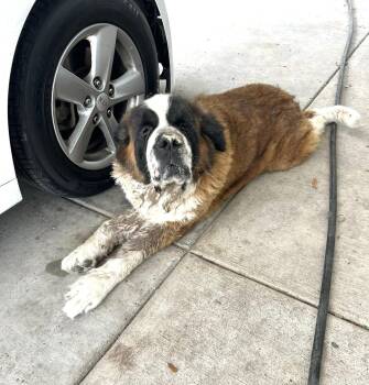 Saint Bernard Dogs Available for Adoption in Gainesville, Virginia - Nana | PetCurious