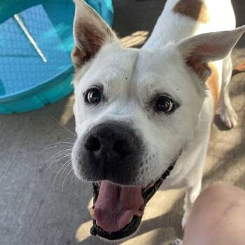 Hoss -  Boxer Dog for Adoption - Hoss | PetCurious