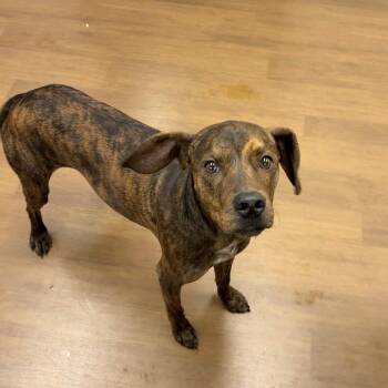 Catahoula Leopard Dog and Terrier Dogs Available for Adoption in Beaumont, Texas - Michael | PetCurious