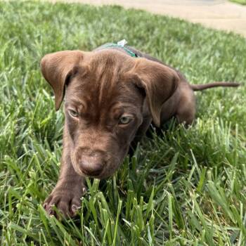 Labrador Retriever Dogs Available for Adoption in Fairfax Station, Virginia - Hershel | PetCurious