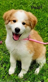 Pearl -  Great Pyrenees Dog for Adoption in Franklin, Tennessee - Pearl | PetCurious