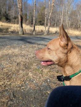 Terrier Dogs Available for Adoption in Herndon, Virginia - Ben | PetCurious