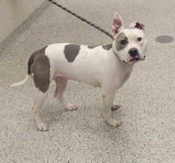 Zoe -  Pit Bull Terrier and Mixed Breed Dog for Adoption in Kansas City, Missouri - Zoe | PetCurious