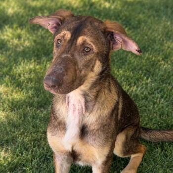 Pickle -  German Shepherd Dog and Hound Dog for Adoption in Nashville, Tennessee - Pickle | PetCurious