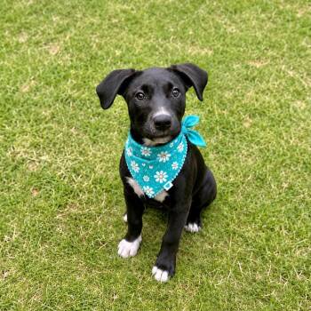 Betty -  Terrier and Retriever Dog for Adoption in Alabaster, Alabama - Betty | PetCurious