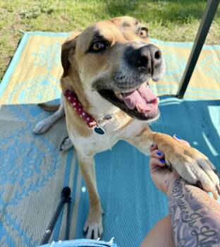 Retriever Dogs Available for Adoption - Sundance *FOSTER HOME NEEDED* | PetCurious