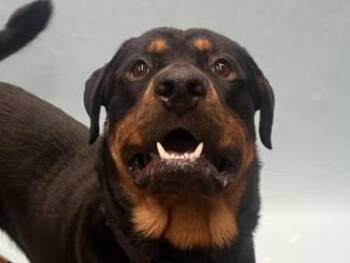 Dewey -  Rottweiler and Mixed Breed Dog for Adoption in Golden Valley, Minnesota - Dewey | PetCurious