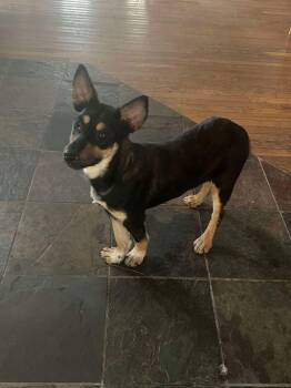 Trixie -  Mixed Breed Dog for Adoption in Westwood, New Jersey - Trixie | PetCurious
