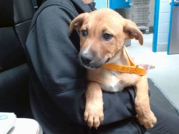 Rescue German Shepherd Dog and Mixed Breed Dogs for Adoption in Albuquerque, New Mexico - CIDER | PetCurious