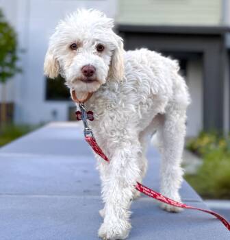 Maltese and Poodle Dogs Available for Adoption in Palo Alto, California - Zinnia | PetCurious