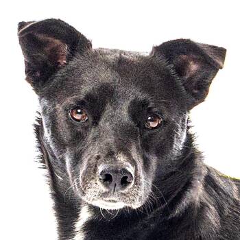 Igris -  Border Collie and Mixed Breed Dog for Adoption in Reno, Nevada - Igris | PetCurious