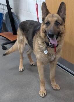 German Shepherd Dog Dogs Available for Adoption - FREUD | PetCurious