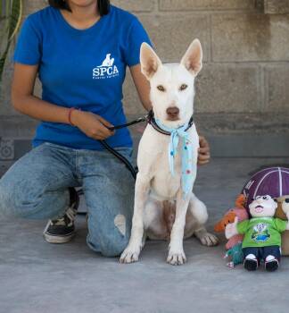 Palomo -  Husky and German Shepherd Dog Dog for Adoption in Calgary, Alberta - Palomo | PetCurious