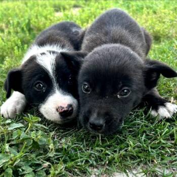 Rat Terrier and Border Collie Dogs Available for Adoption in Austin, Texas - Mr Mushroom | PetCurious