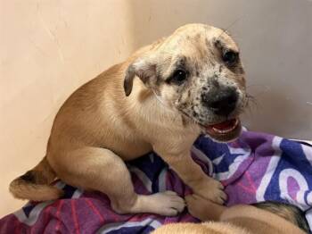 MADISON -  Mastiff and Mixed Breed Dog for Adoption in Colorado Springs, Colorado - MADISON | PetCurious