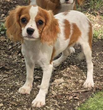 Charlotte -  Cavalier King Charles Spaniel Dog for Adoption in Overland Park, Kansas - Charlotte | PetCurious
