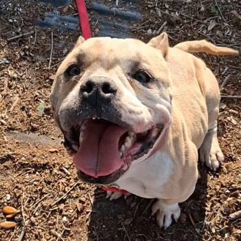 Mixed Breed Dogs Available for Adoption in West Palm Beach, Florida - Fern | PetCurious