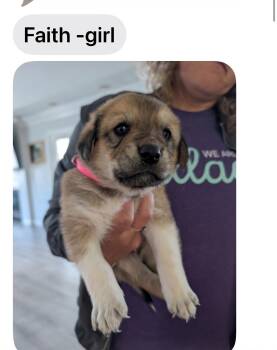 Rottweiler and Great Pyrenees Dogs Available for Adoption in Midway, Utah - Faith | PetCurious
