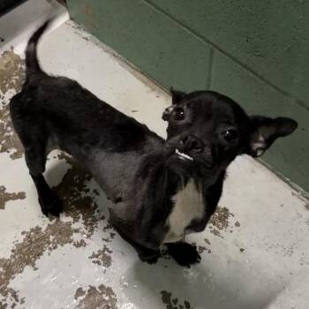 Lucy -  Chihuahua Dog for Adoption in Springboro, Ohio - Lucy | PetCurious
