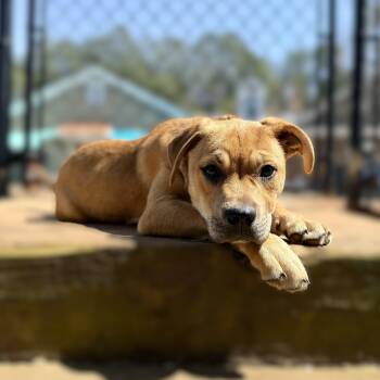 Yellow Labrador Retriever and Retriever Dogs Available for Adoption - PUPPY:  Ruby | PetCurious