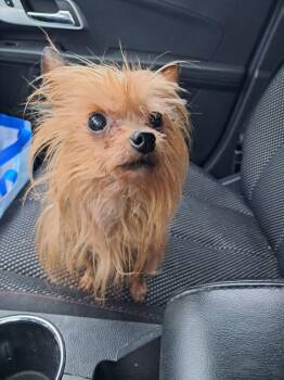 Yorkshire Terrier Dogs Available for Adoption - Tinkerbell | PetCurious