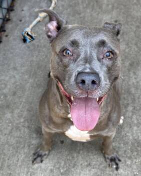 Hoopla -  Pit Bull Terrier Dog for Adoption in Chicago, Illinois - Hoopla | PetCurious