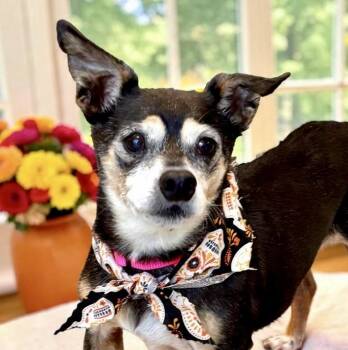 Lainey -  Chihuahua Dog for Adoption in Perry, Iowa - Lainey | PetCurious