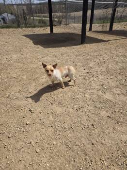 Terrier Dogs Available for Adoption in Maquoketa, Iowa - Bronko | PetCurious