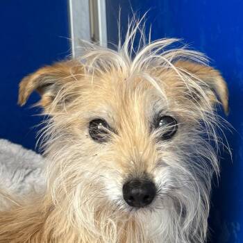 Doozie -  Mixed Breed Dog Available for Adoption in Las Cruces, New Mexico - Doozie | PetCurious