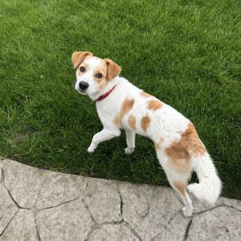 Jack Russell Terrier and English Cocker Spaniel Dogs Available for Adoption in Mount Prospect, Illinois - Josie | PetCurious