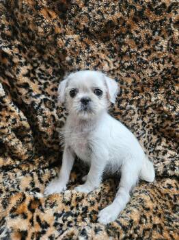 LaToya -  Pug and Terrier Dog for Adoption in El Centro, California - LaToya | PetCurious