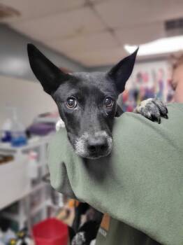 Rescue Mixed Breed Dogs for Adoption in Chillicothe, Ohio - Tisha | PetCurious