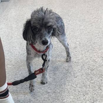 Walt -  Miniature Poodle Dog for Adoption in Des Moines, Iowa - Walt | PetCurious