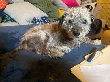 Ralph -  Poodle Dog for Adoption in Greenbelt, Maryland - Ralph | PetCurious