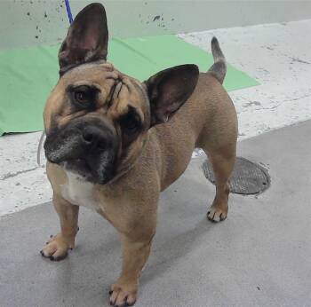 American Bulldog and Mixed Breed Dogs Available for Adoption in Houston, Texas - ZEUS | PetCurious