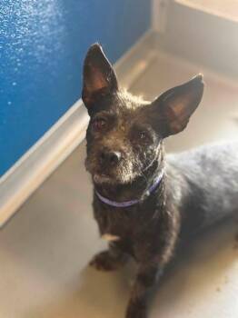 A255747 -  Cairn Terrier and Mixed Breed Dog for Adoption in Visalia, California - A255747 | PetCurious